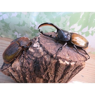 画像5: ☆新成虫☆D.H.オキシデンタリス♂103ミリ♀62ミリペア販売！！