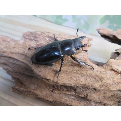 画像4: ☆26年種親用☆アクベシアヌスミヤマクワガタ♂83ミリ♀44ミリペア販売！！
