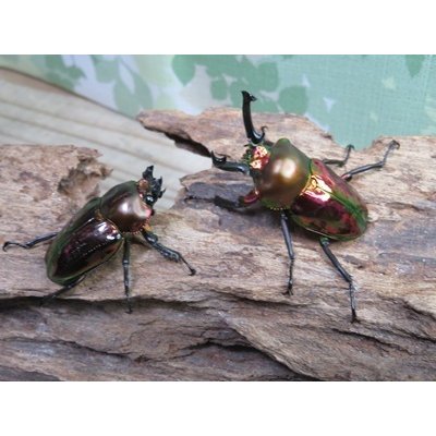 画像5: ☆レッド血統☆ニジイロクワガタ♂48ミリ♀フリーサイズペア販売！！