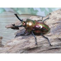 ☆レッド血統☆ニジイロクワガタ♂48ミリ♀フリーサイズペア販売！！