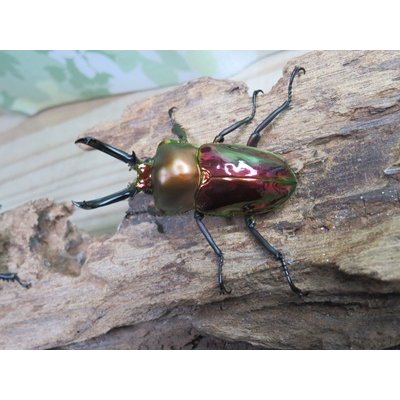 画像2: ☆レッド血統☆ニジイロクワガタ♂48ミリ♀フリーサイズペア販売！！