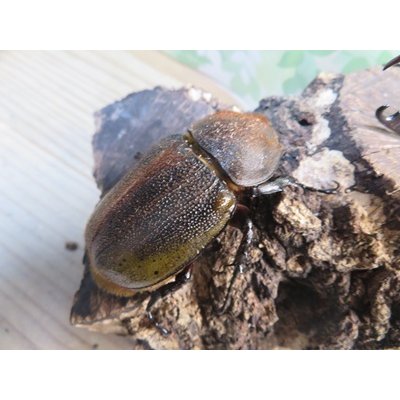 画像4: ☆新成虫☆D.H.オキシデンタリス♂103ミリ♀62ミリペア販売！！