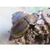 画像4: ☆新成虫☆D.H.オキシデンタリス♂103ミリ♀62ミリペア販売！！ (4)