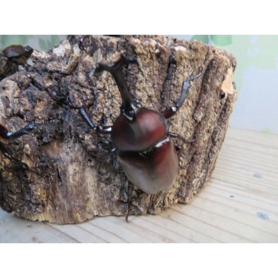 画像2: ☆WF1新成虫☆愛知県名古屋市産！国産カブトムシM〜Lサイズ2ペアセット販売！！