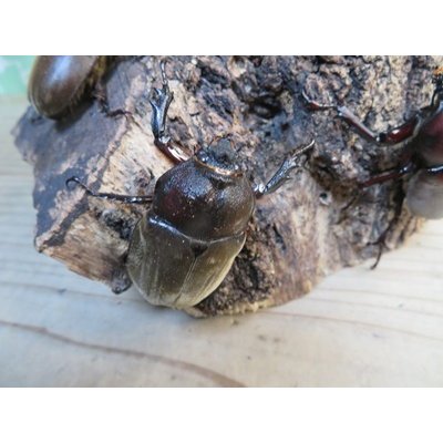 画像4: ☆WF1新成虫☆愛知県名古屋市産！国産カブトムシM〜Lサイズ2ペアセット販売！！