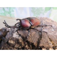 ☆WF1新成虫☆愛知県名古屋市産！国産カブトムシM〜Lサイズ2ペアセット販売！！