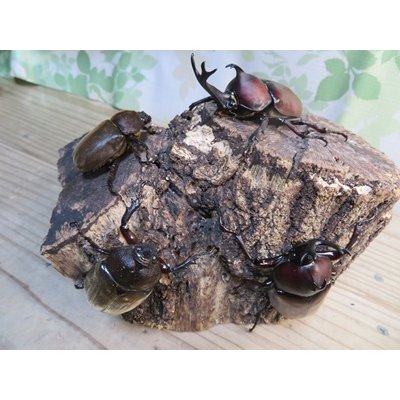 画像5: ☆WF1新成虫☆愛知県名古屋市産！国産カブトムシM〜Lサイズ2ペアセット販売！！