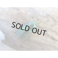 no.1☆F3☆インスラリスキンイロクワガタ♂♀フリーサイズ新成虫ペア販売！！