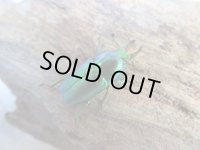 no.1☆F3☆インスラリスキンイロクワガタ♂♀フリーサイズ新成虫ペア販売！！