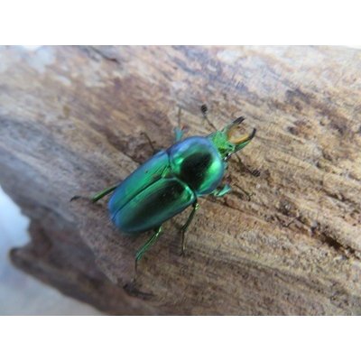 画像1: no.1☆F3☆インスラリスキンイロクワガタ♂♀フリーサイズ新成虫ペア販売！！