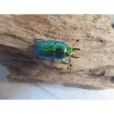 画像2: no.1☆F3☆インスラリスキンイロクワガタ♂♀フリーサイズ新成虫ペア販売！！