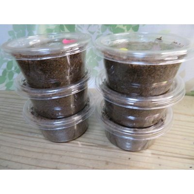 画像2: ☆親大型☆ギラファノコギリクワガタ（亜種ダイスケ）初二令幼虫3頭セット販売！！