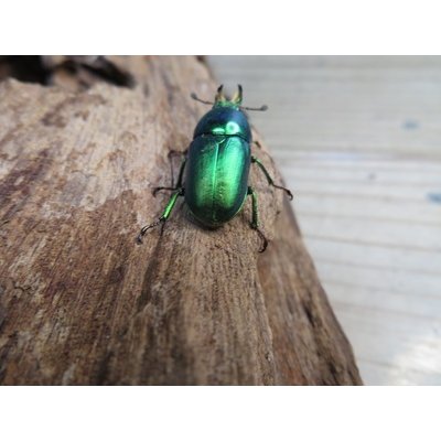 画像3: no.1☆F3☆インスラリスキンイロクワガタ♂♀フリーサイズ新成虫ペア販売！！