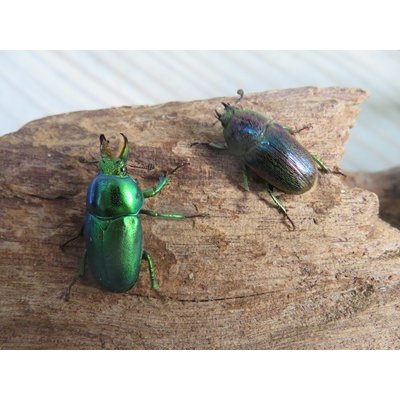 画像5: no.1☆F3☆インスラリスキンイロクワガタ♂♀フリーサイズ新成虫ペア販売！！