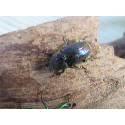 画像4: no.1☆F3☆インスラリスキンイロクワガタ♂♀フリーサイズ新成虫ペア販売！！