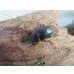 画像4: no.1☆F3☆インスラリスキンイロクワガタ♂♀フリーサイズ新成虫ペア販売！！ (4)