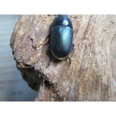 画像3: no.2☆F3☆インスラリスキンイロクワガタ♂♀フリーサイズ新成虫ペア販売！！