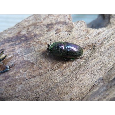 画像4: no.2☆F3☆インスラリスキンイロクワガタ♂♀フリーサイズ新成虫ペア販売！！