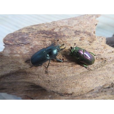 画像5: no.2☆F3☆インスラリスキンイロクワガタ♂♀フリーサイズ新成虫ペア販売！！