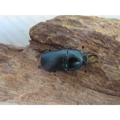 画像2: no.2☆F3☆インスラリスキンイロクワガタ♂♀フリーサイズ新成虫ペア販売！！