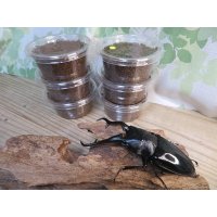 ☆親大型☆ギラファノコギリクワガタ（亜種ダイスケ）初二令幼虫3頭セット販売！！