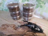 ☆親大型☆ギラファノコギリクワガタ（亜種ダイスケ）初二令幼虫3頭セット販売！！