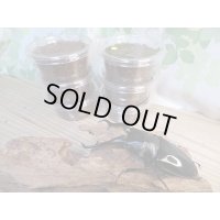 ☆親大型☆ギラファノコギリクワガタ（亜種ダイスケ）初二令幼虫3頭セット販売！！