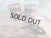 ☆親大型☆ギラファノコギリクワガタ（亜種ダイスケ）初二令幼虫3頭セット販売！！