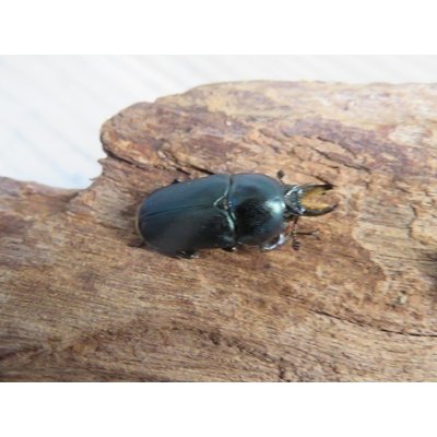 画像1: no.2☆F3☆インスラリスキンイロクワガタ♂♀フリーサイズ新成虫ペア販売！！