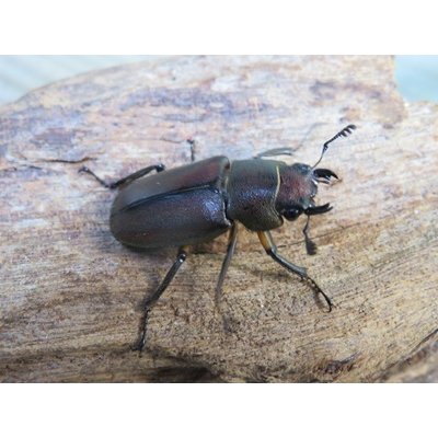 画像4: ☆新成虫☆メタリフェルホソアカクワガタ（サンギレンシス）♂60ミリ♀フリーサイズ別血統ペア販売！！