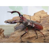 ☆人気種☆フォルスターフタマタクワガタ（亜種ニシ）♂73ミリ♀47ミリ新成虫ペア販売！！