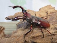 ☆人気種☆フォルスターフタマタクワガタ（亜種ニシ）♂73ミリ♀47ミリ新成虫ペア販売！！