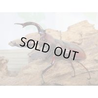 ☆人気種☆フォルスターフタマタクワガタ（亜種ニシ）♂73ミリ♀47ミリ新成虫ペア販売！！