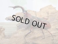 ☆人気種☆フォルスターフタマタクワガタ（亜種ニシ）♂73ミリ♀47ミリ新成虫ペア販売！！