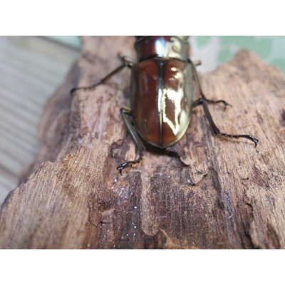 画像3: ☆新成虫☆メタリフェルホソアカクワガタ（サンギレンシス）♂76ミリ♀フリーサイズ別血統ペア販売！！