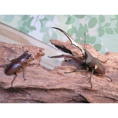 画像5: ☆新成虫☆メタリフェルホソアカクワガタ（サンギレンシス）♂76ミリ♀フリーサイズ別血統ペア販売！！