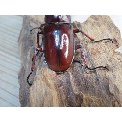 画像3: ☆人気種☆フォルスターフタマタクワガタ（亜種ニシ）♂73ミリ♀47ミリ新成虫ペア販売！！