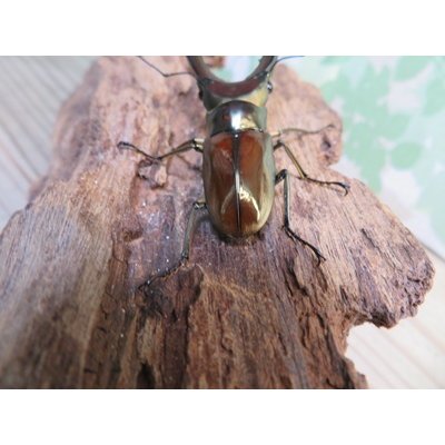 画像3: ☆新成虫☆メタリフェルホソアカクワガタ（サンギレンシス）♂60ミリ♀フリーサイズ別血統ペア販売！！