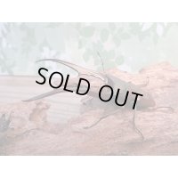 ☆新成虫☆メタリフェルホソアカクワガタ（サンギレンシス）♂76ミリ♀フリーサイズ別血統ペア販売！！