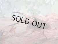 ☆新成虫☆メタリフェルホソアカクワガタ（サンギレンシス）♂76ミリ♀フリーサイズ別血統ペア販売！！