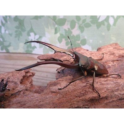 画像1: ☆新成虫☆メタリフェルホソアカクワガタ（サンギレンシス）♂76ミリ♀フリーサイズ別血統ペア販売！！