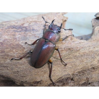 画像4: ☆新成虫☆メタリフェルホソアカクワガタ（サンギレンシス）♂76ミリ♀フリーサイズ別血統ペア販売！！