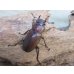 画像4: ☆新成虫☆メタリフェルホソアカクワガタ（サンギレンシス）♂76ミリ♀フリーサイズ別血統ペア販売！！ (4)
