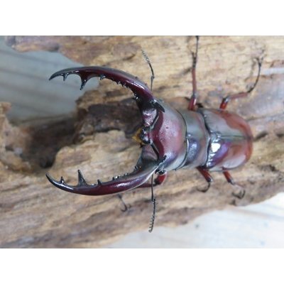 画像2: ☆人気種☆フォルスターフタマタクワガタ（亜種ニシ）♂73ミリ♀47ミリ新成虫ペア販売！！