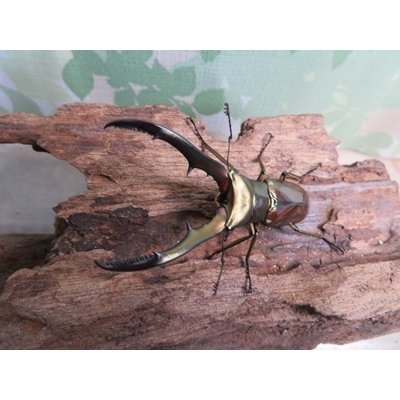 画像2: ☆新成虫☆メタリフェルホソアカクワガタ（サンギレンシス）♂60ミリ♀フリーサイズ別血統ペア販売！！