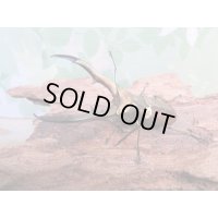 ☆新成虫☆メタリフェルホソアカクワガタ（サンギレンシス）♂60ミリ♀フリーサイズ別血統ペア販売！！