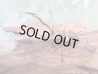 ☆新成虫☆メタリフェルホソアカクワガタ（サンギレンシス）♂60ミリ♀フリーサイズ別血統ペア販売！！