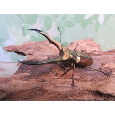 画像1: ☆新成虫☆メタリフェルホソアカクワガタ（サンギレンシス）♂60ミリ♀フリーサイズ別血統ペア販売！！