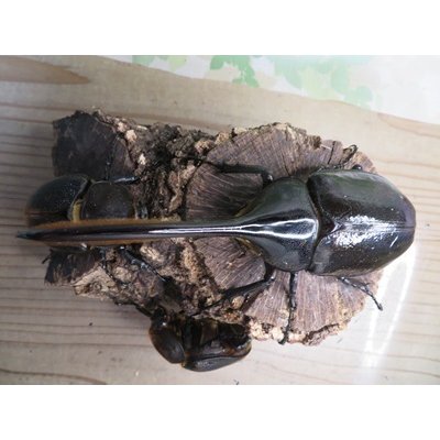 画像2: ☆新成虫☆D.H.リッキー♂145ミリ♀66ミリペア＋♀66ミリ計3頭トリオ販売！！