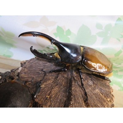 画像1: ☆新成虫☆D.H.リッキー♂109ミリ♀66ミリペア販売！！